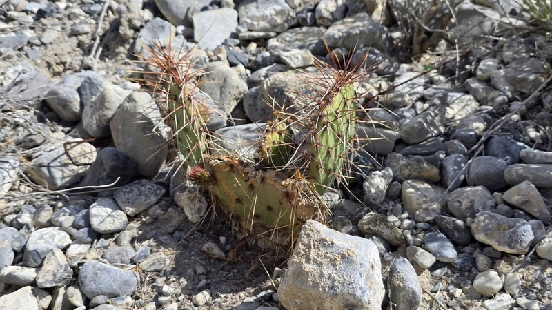 Wooton's Pricklypear photo 6