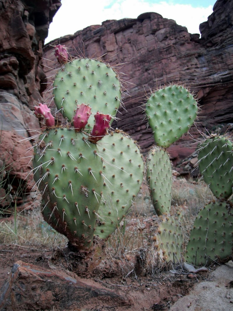 Wooton's Pricklypear photo 7