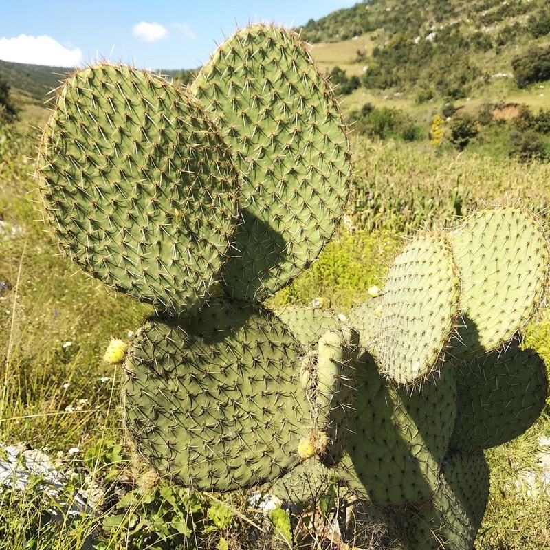 Opuntia pilifera photo 2