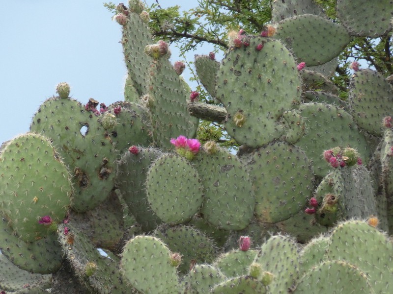 Opuntia pilifera photo 3