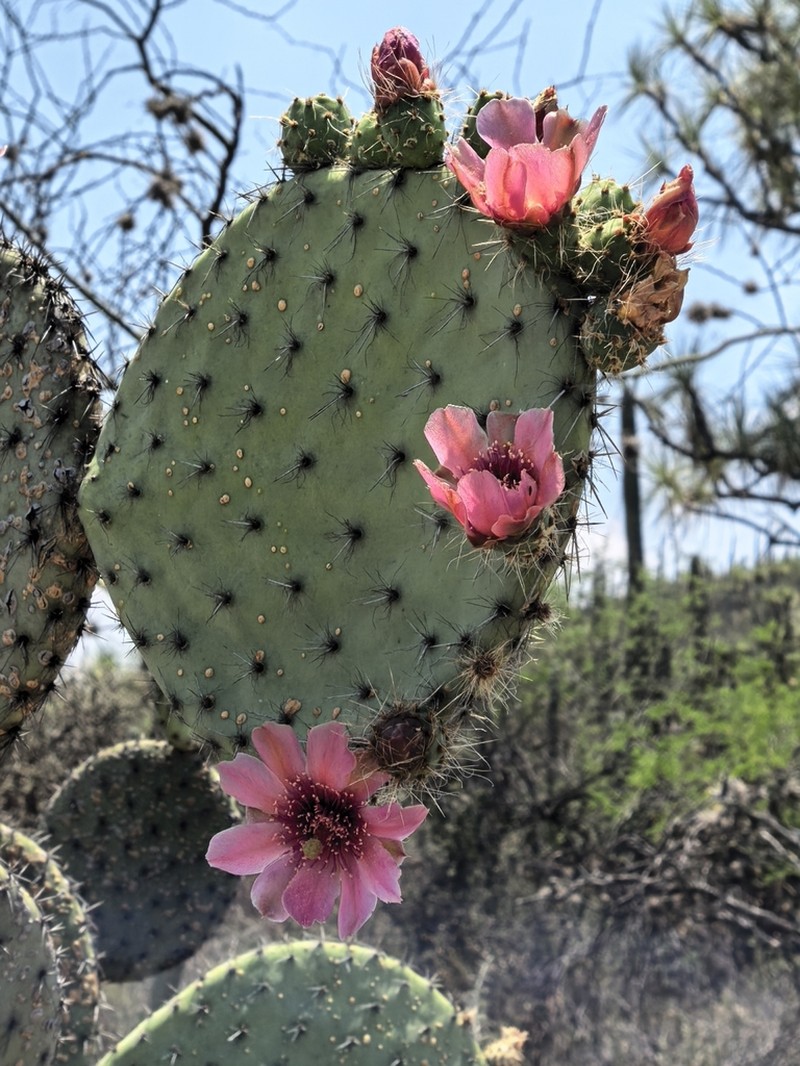 Opuntia pilifera photo 4