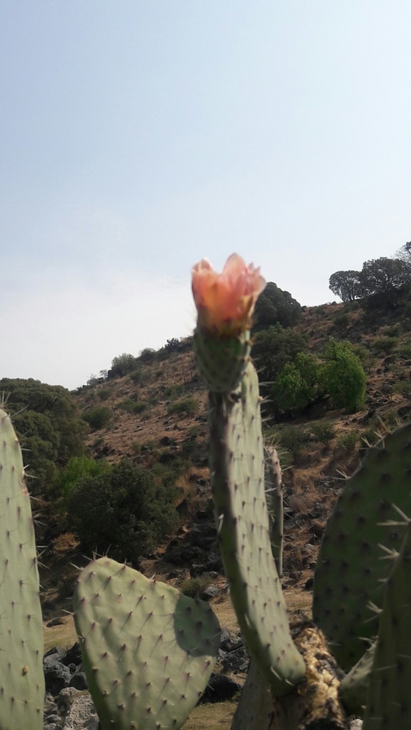 Opuntia pilifera photo 5