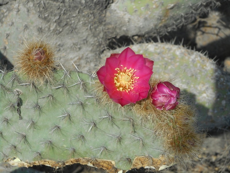 Opuntia pilifera photo 6