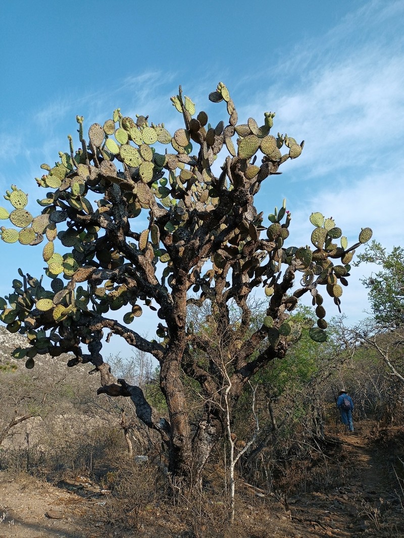 Opuntia pilifera photo 7