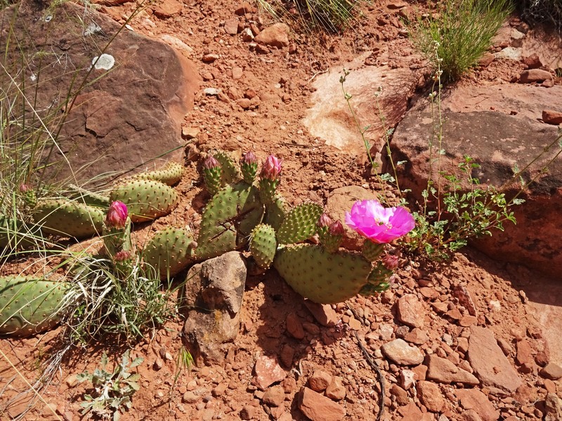 Pinkava's Pricklypear photo 2