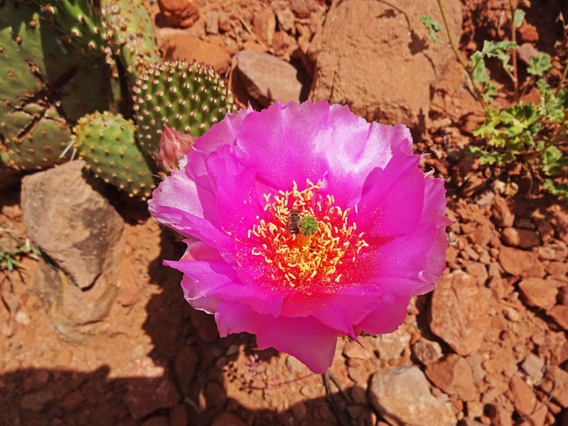 Pinkava's Pricklypear photo 3