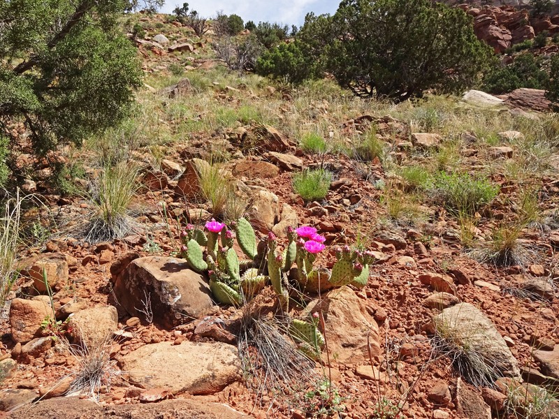 Pinkava's Pricklypear photo 4