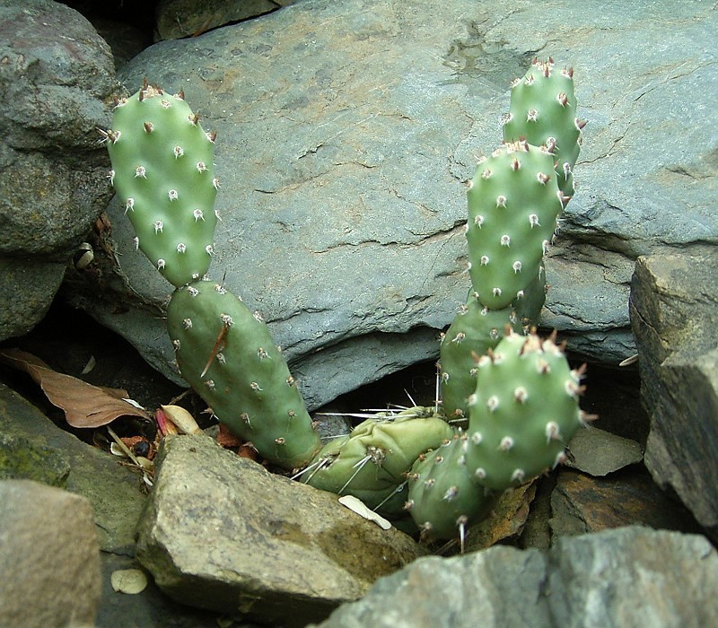 Pinkava's Pricklypear