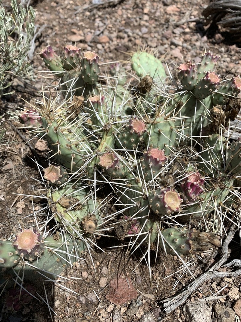 Pinkava's Pricklypear photo 3