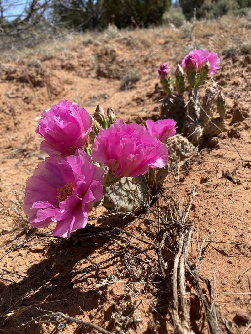 Pinkava's Pricklypear photo 4