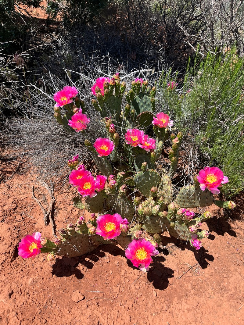 Pinkava's Pricklypear photo 5
