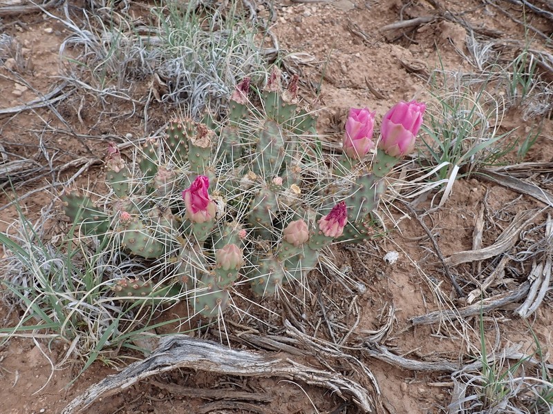 Pinkava's Pricklypear photo 6