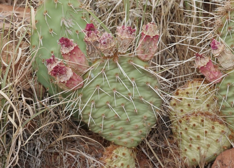 Pinkava's Pricklypear photo 7