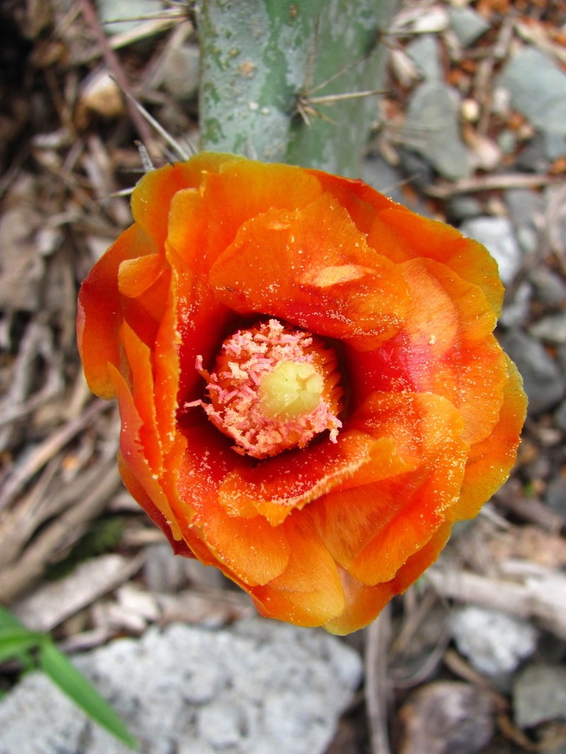Opuntia pittieri