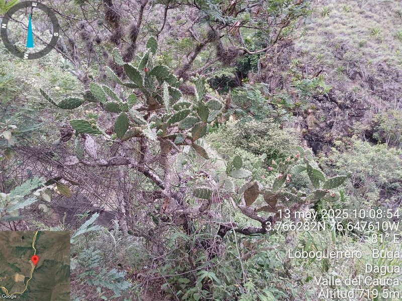 Opuntia pittieri photo 2
