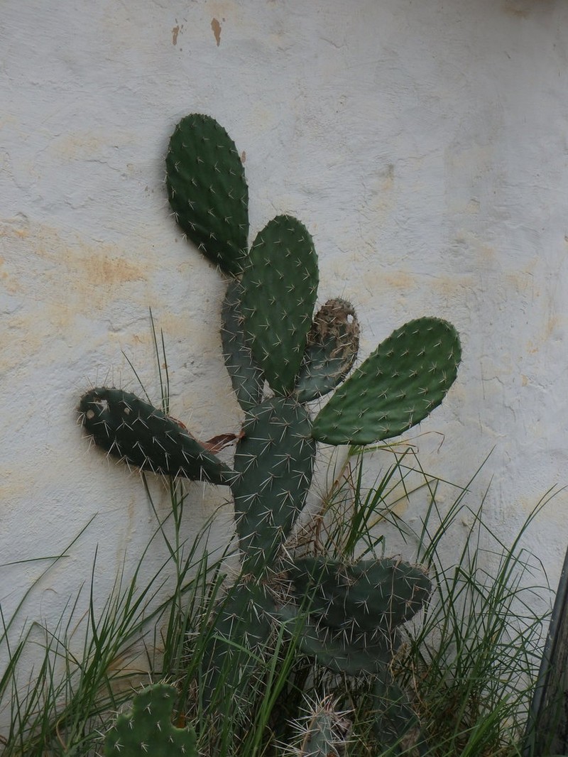 Opuntia pittieri photo 3