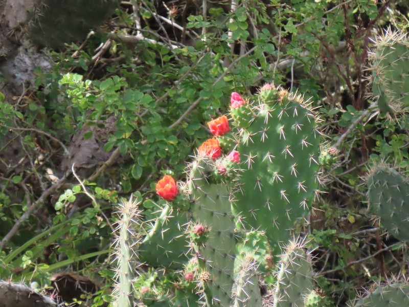 Opuntia pittieri photo 4