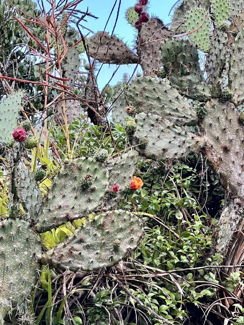 Opuntia pittieri photo 5