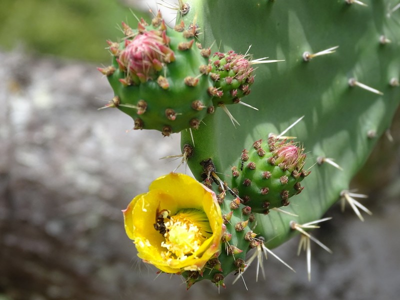 Opuntia pittieri photo 6
