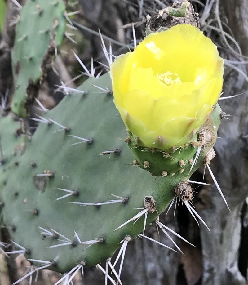Opuntia pittieri photo 7