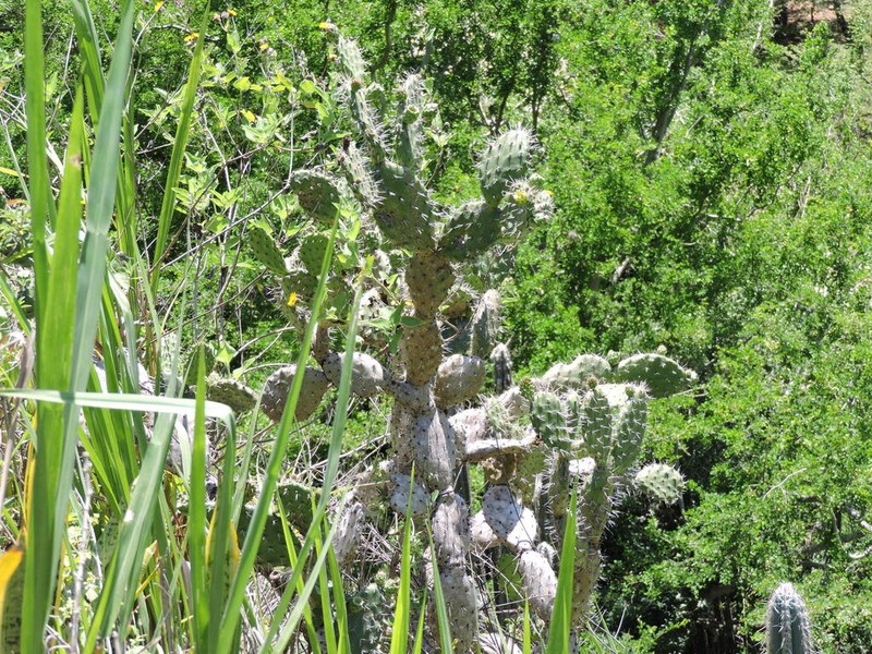 Opuntia pittieri photo 8