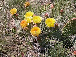 Plains Pricklypear