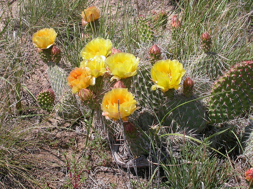 Plains Pricklypear