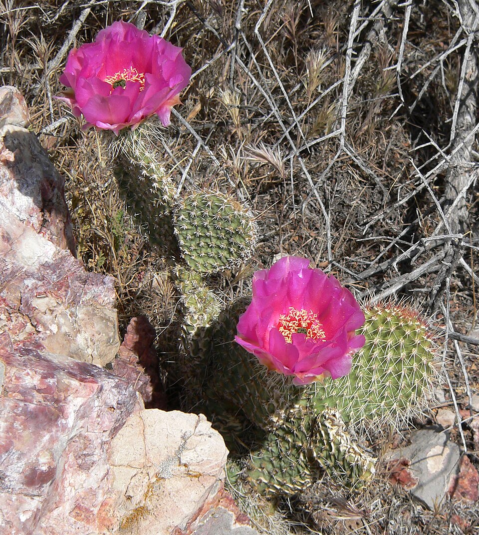 Plains Pricklypear photo 4