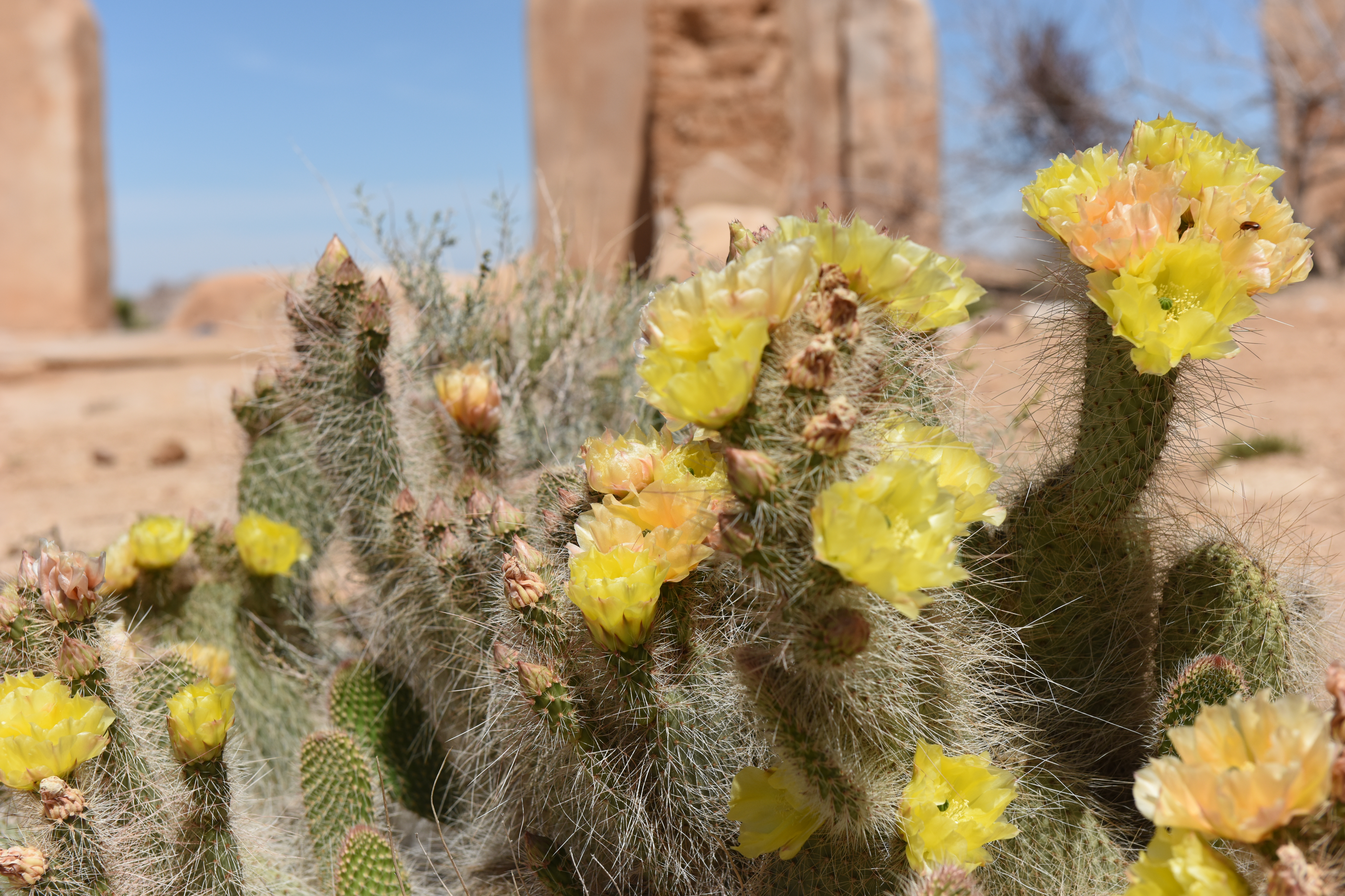 Plains Pricklypear photo 5