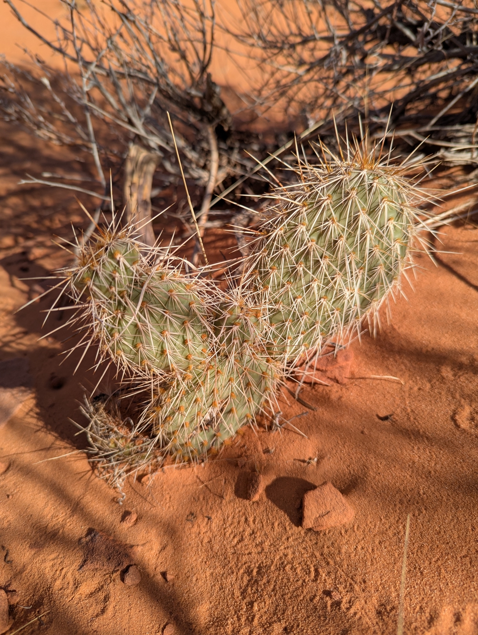 Plains Pricklypear photo 6