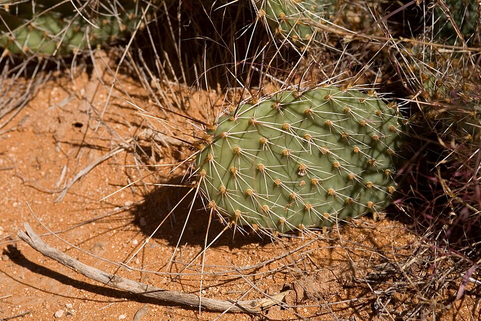 Plains Pricklypear photo 7
