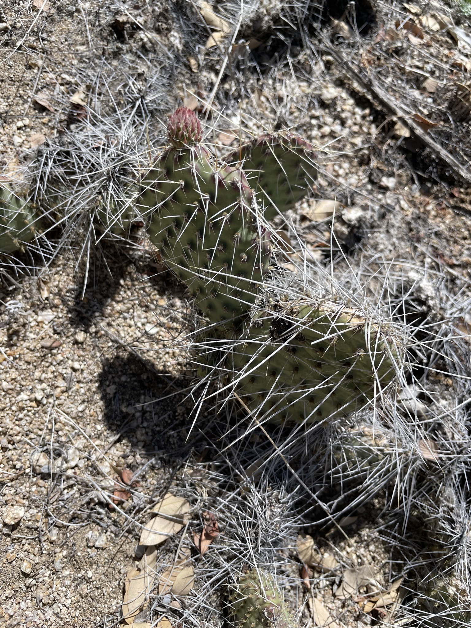 Plains Pricklypear photo 8