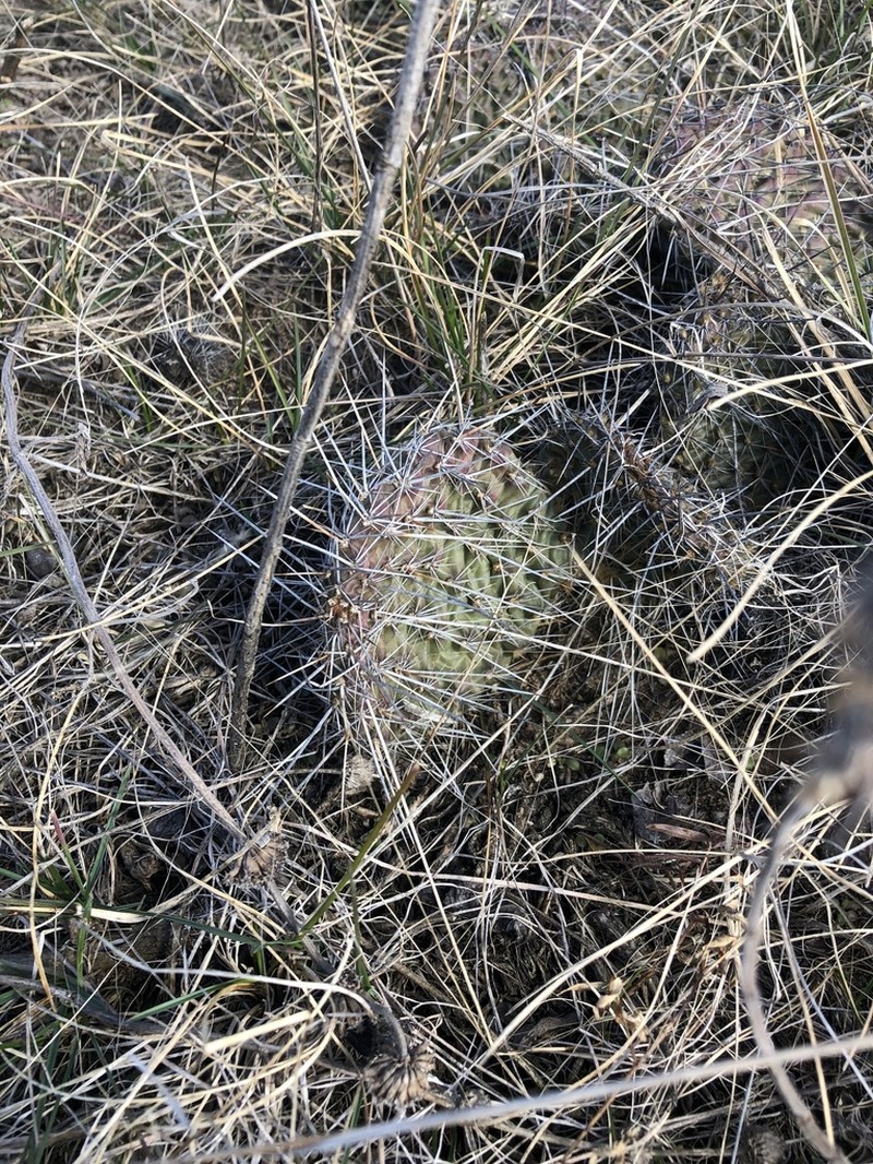 Plains Pricklypear photo 7