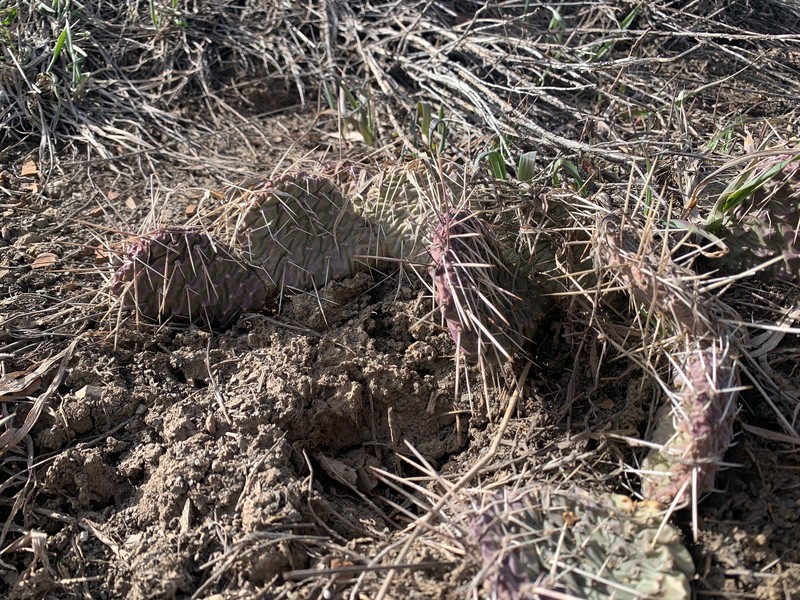 Opuntia polyacantha var. juniperina