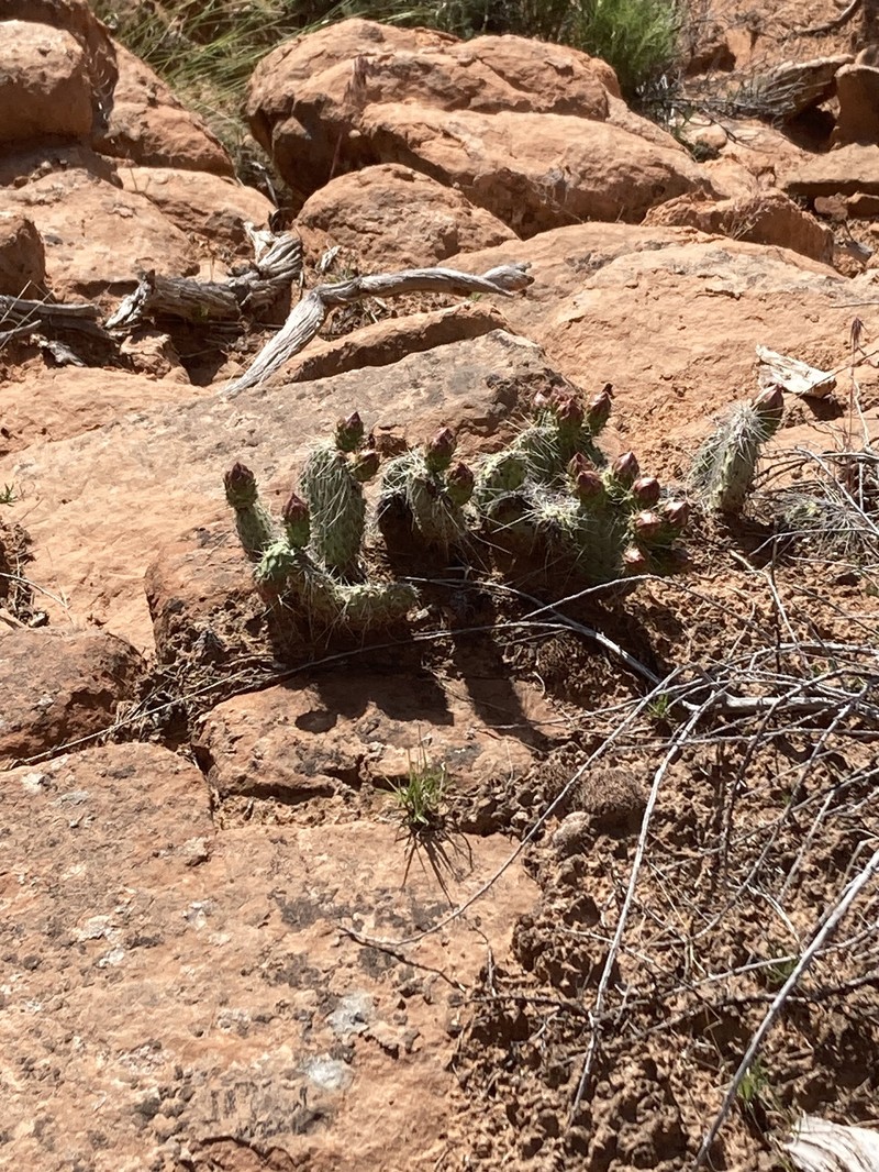 Opuntia polyacantha var. juniperina photo 2