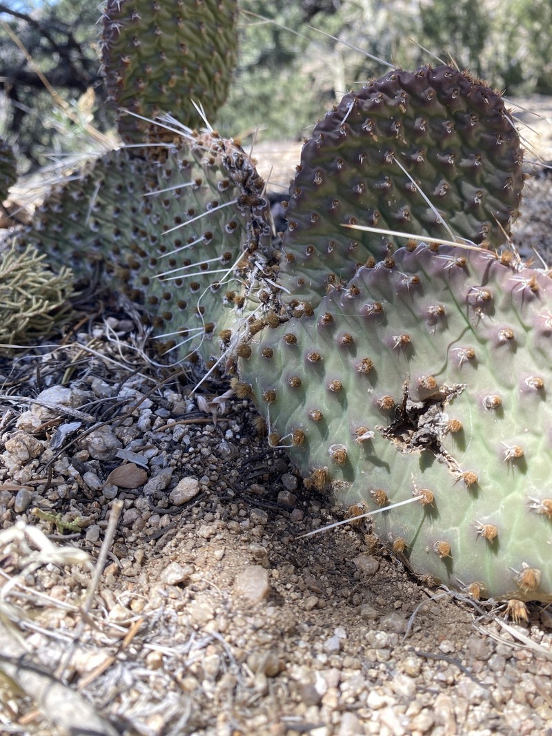Opuntia polyacantha var. juniperina photo 3