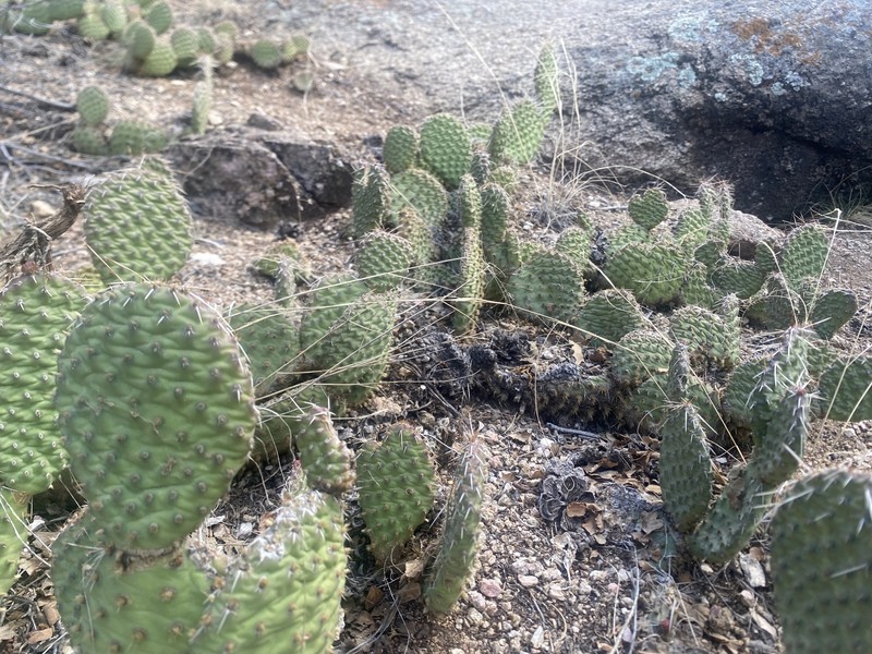 Opuntia polyacantha var. juniperina photo 4