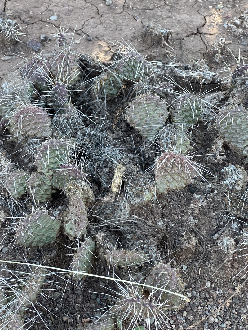 Opuntia polyacantha var. juniperina photo 5