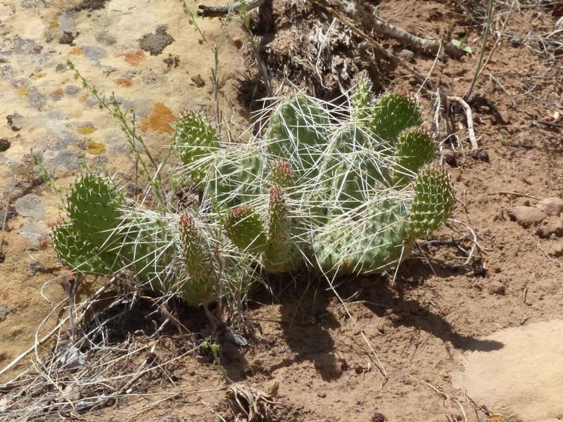 Opuntia polyacantha var. juniperina photo 6