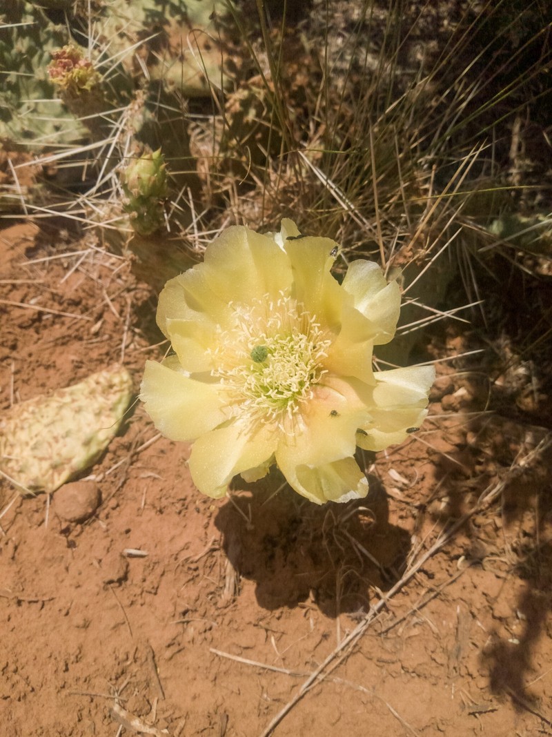 Opuntia polyacantha var. juniperina photo 7