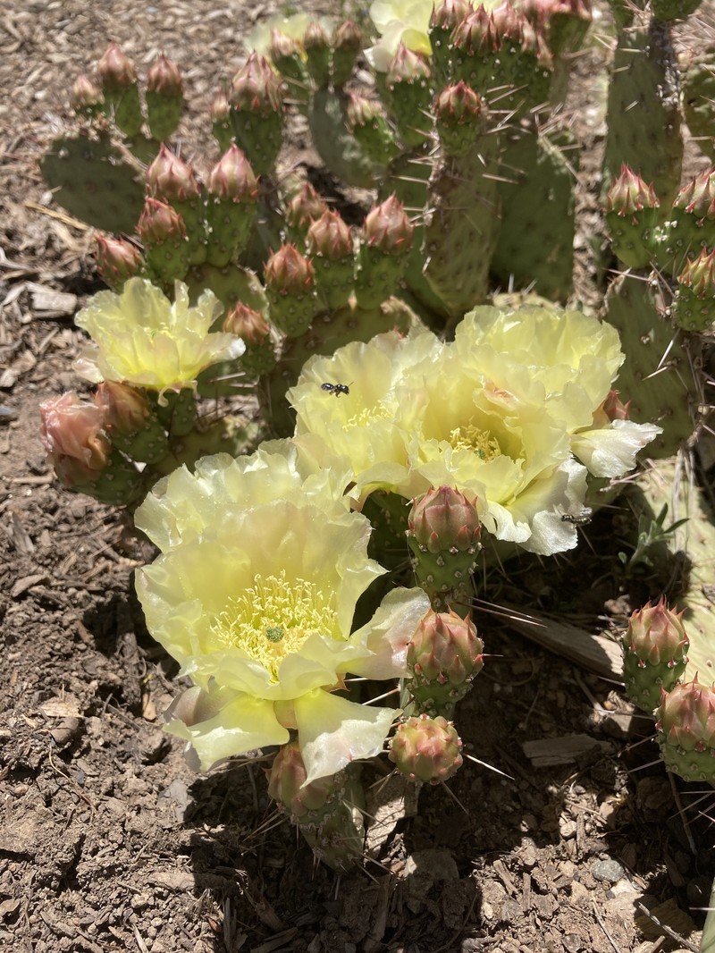 Opuntia polyacantha var. juniperina photo 8