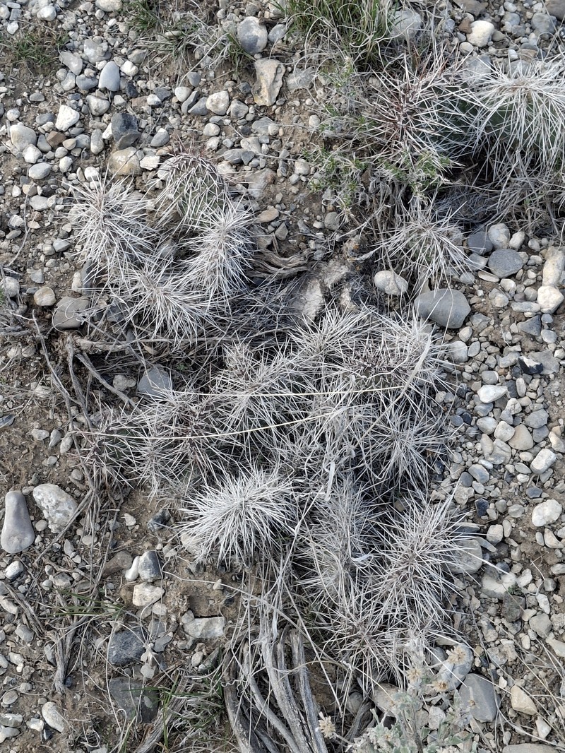Opuntia polyacantha var. polyacantha