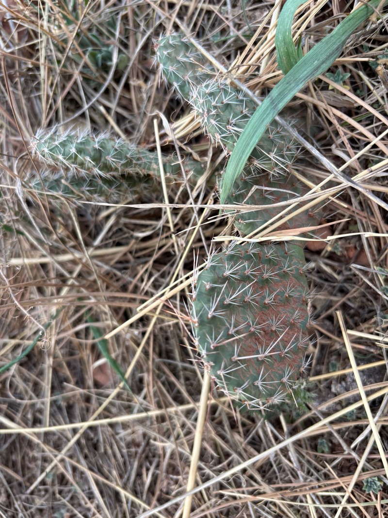 Opuntia polyacantha var. polyacantha photo 2