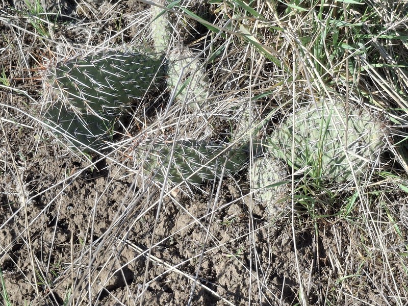 Opuntia polyacantha var. polyacantha photo 3