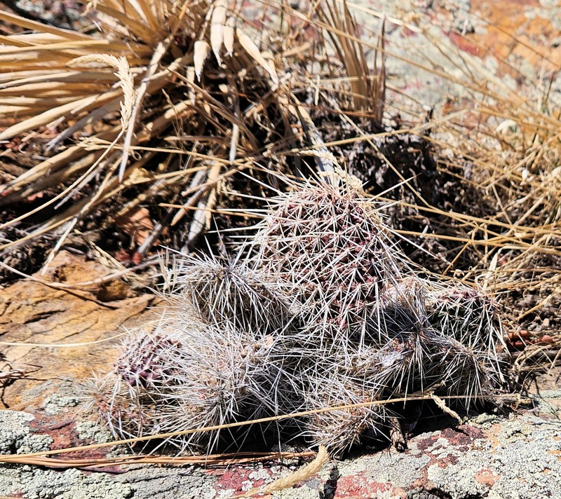 Opuntia polyacantha var. polyacantha photo 4