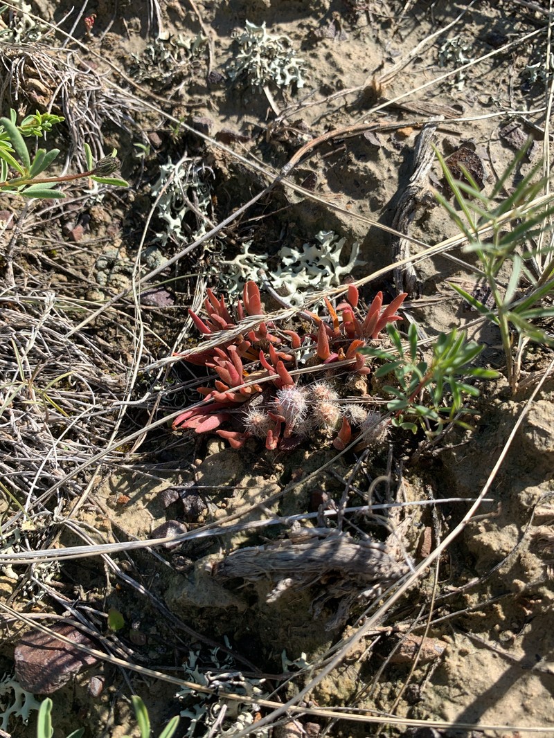 Opuntia polyacantha var. polyacantha photo 5