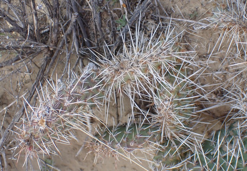 Opuntia polyacantha var. polyacantha photo 6