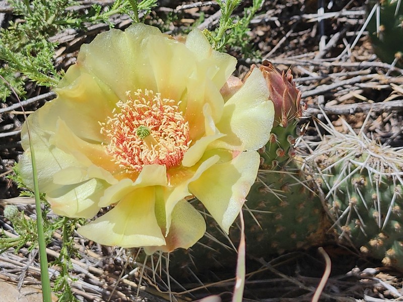 Opuntia polyacantha var. polyacantha photo 7