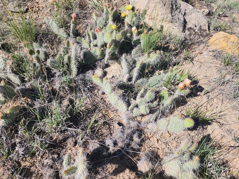 Opuntia polyacantha var. polyacantha photo 8