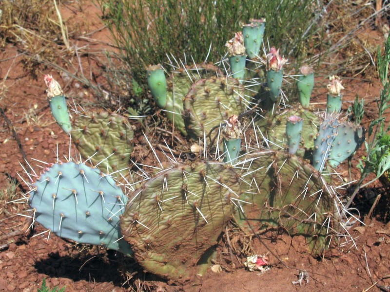 Opuntia pottsii